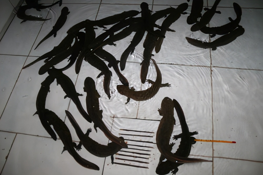 张家界桑植娃娃鱼养殖,桑植哪里有养殖娃娃鱼的