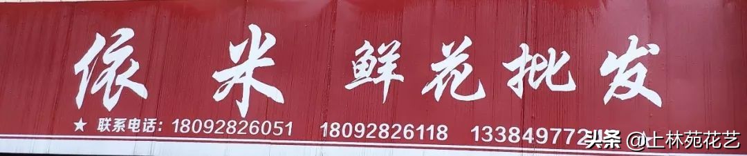 西安新年鲜花批发,西安鲜花店批发进货渠道