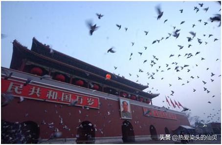 我是一只小小小鸟，是世人期望的和平代表——鸽子