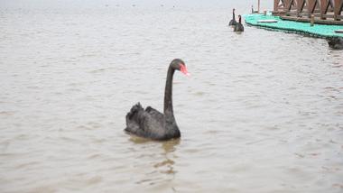 长沙洋沙湖湿地公园,湘阴洋沙湖五一活动