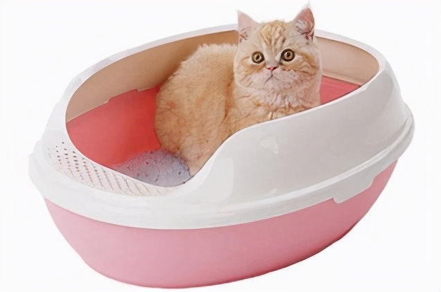 怎么判断猫咪感染寄生虫,儿童感染猫咪的寄生虫是什么症状