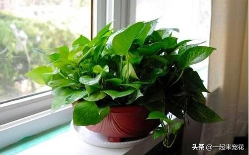 绿萝是个老酒鬼，一周喝一碗，新叶呼呼长，黄叶绿回来