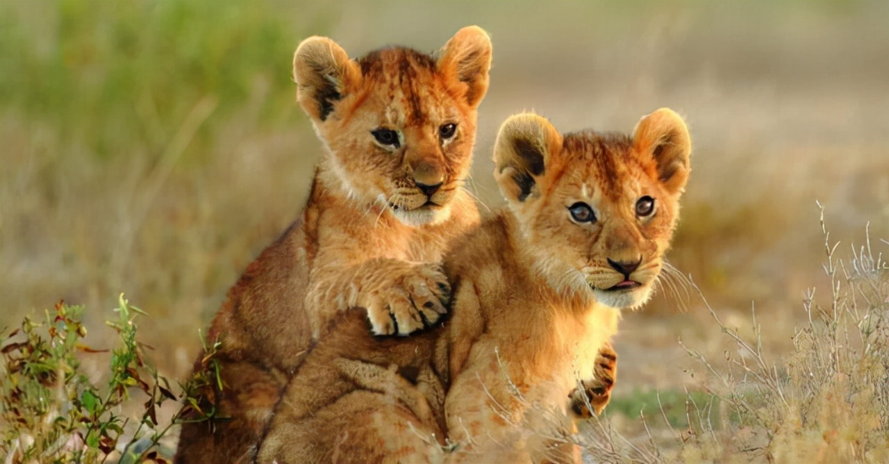 马赛人单挑非洲雄狮,狮子为啥惧怕马赛人