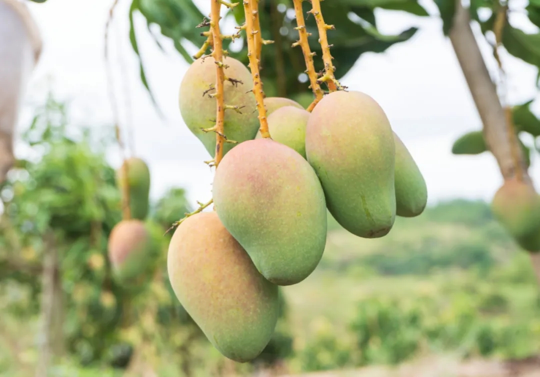 疫情严重果农沙糖桔卖不出去,疫情防控造成红薯滞销