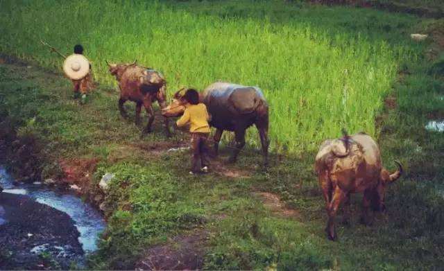 以前的农村怪事多,农村的奇怪风俗