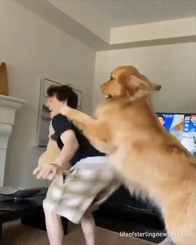 怎么惹金毛生气,金毛惹主人生气