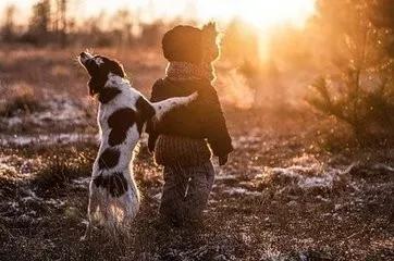 宠物去世你还会再养一只吗,狗狗病死还想再养一只