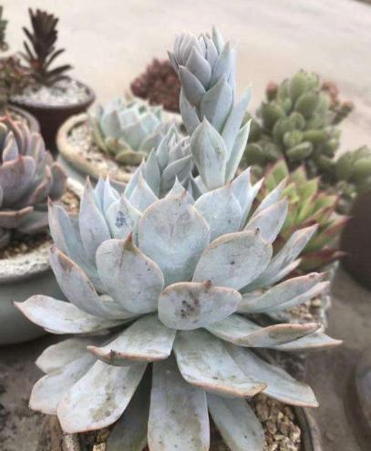 多肉叶片冬天起白粉怎么办,多肉植物煤烟病怎么治疗图片