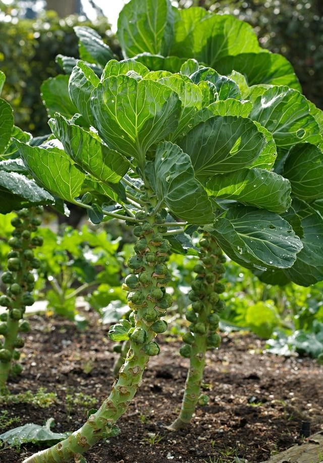 叶菜品类表,叶菜类一览表