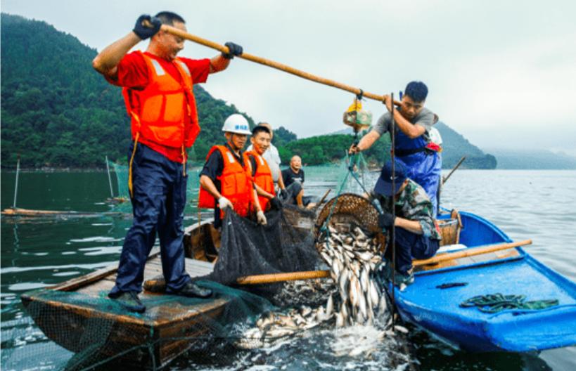 千岛湖蓝藻大爆发,千岛湖蓝藻爆发事件