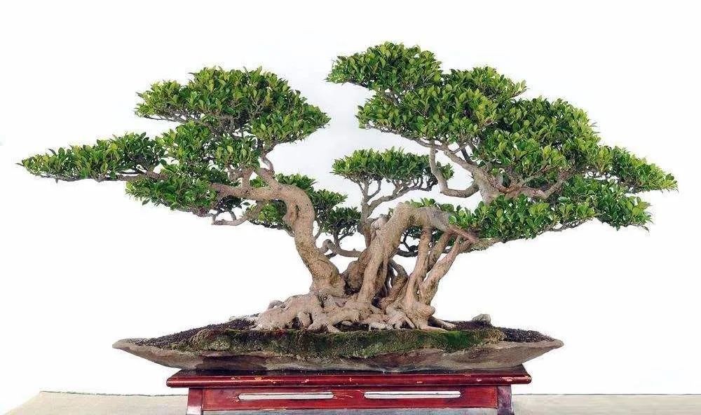 想要盆景长得爆土壤有技巧,怎样自己培养一棵价值高的盆景