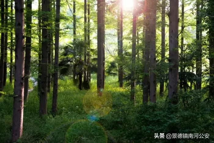 江浙诗友会雅集|三春丽景三春醉,一院清香一院诗