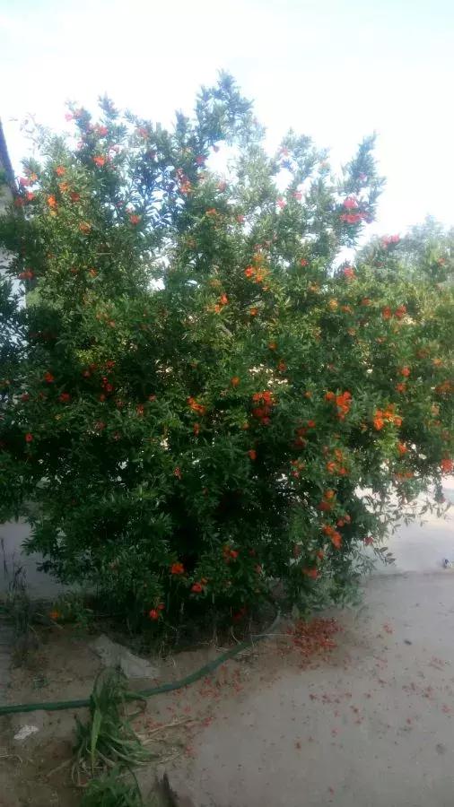 石榴树树干修剪视频,石榴树修剪枝条的方法