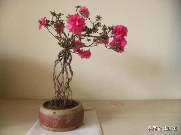 杜鹃斜飘式盆景制作过程,杜鹃盆景10种造型法