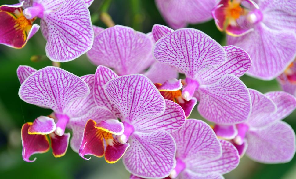 怎么选蝴蝶兰花梗,蝴蝶兰花如何挑选