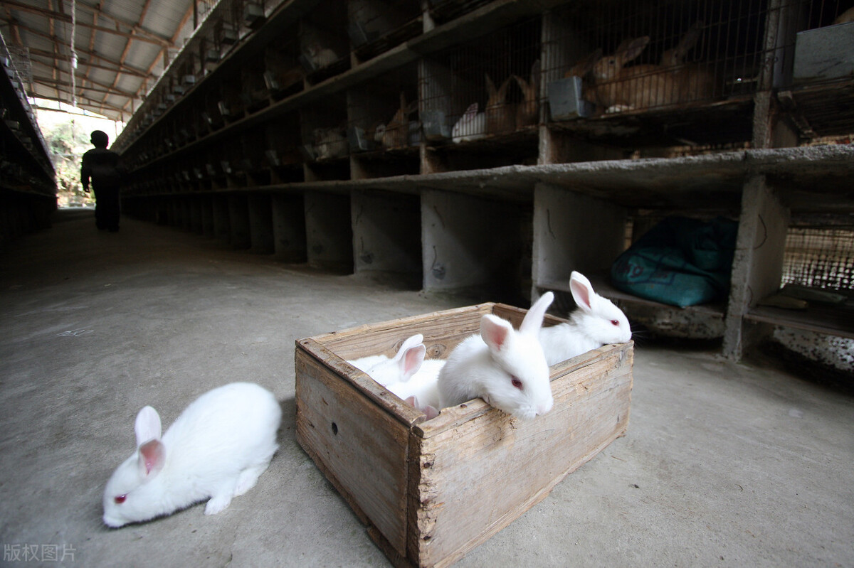 如何养殖肉兔子,青年兔的饲养