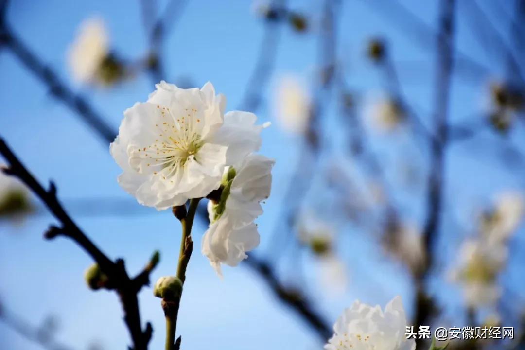 花都开好了现场完整版,花都开好了合唱合拍