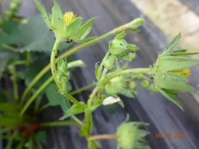 草莓正在开花有蚜虫怎么办,发现草莓上有蚜虫什么时候打药好