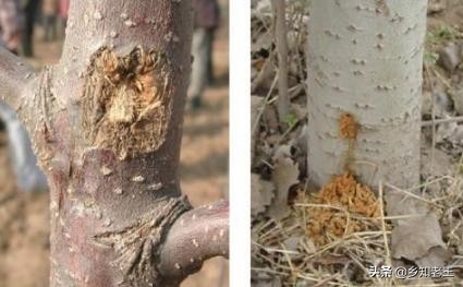 果园常见虫害防治,果树内的害虫如何治