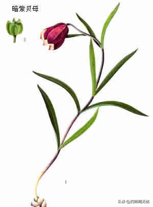 白话草药,中药白话