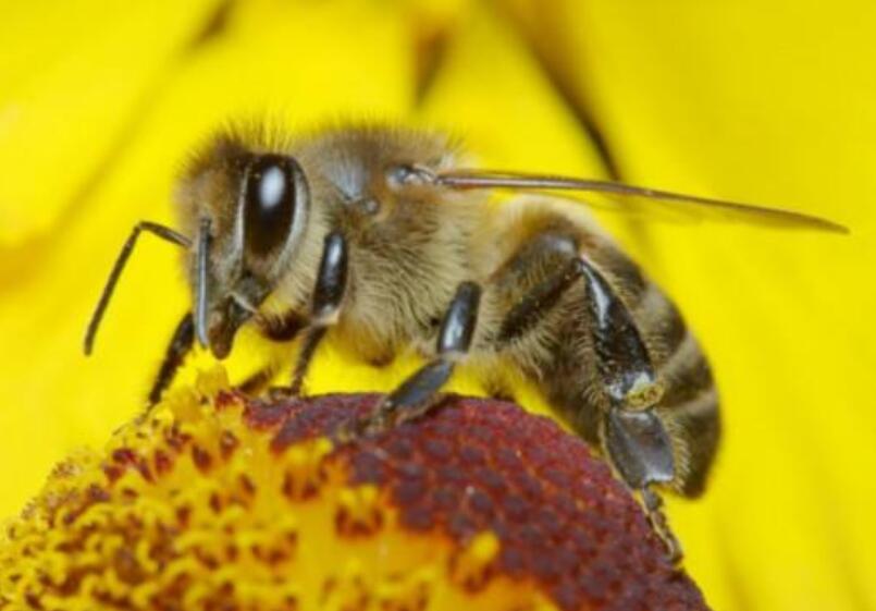 勤劳的精灵，采得百花酿成蜜，让人类享受自然的甘甜