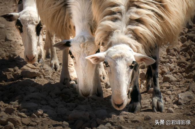 徕卡和哈苏哪个更保值一些,预算够用的话选徕卡还是选哈苏