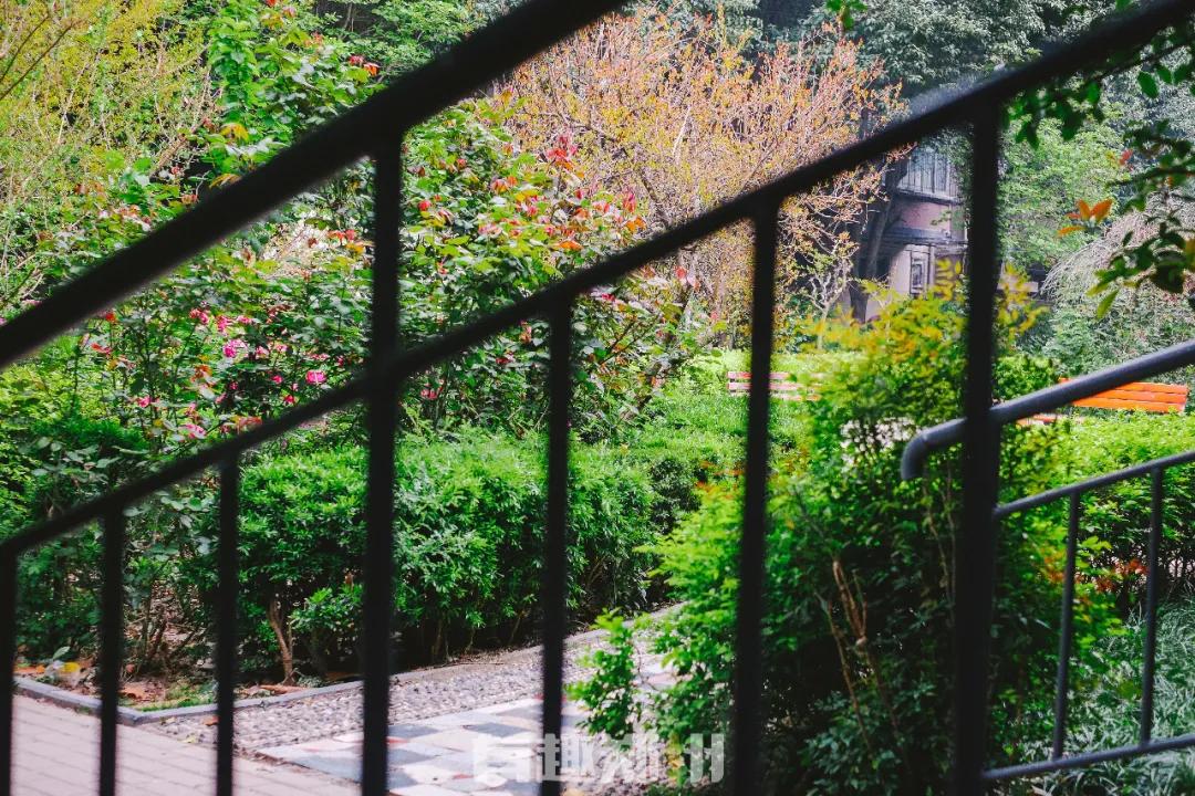 纬一路：在遮天的法桐里想起龙门书店的往事，以及家属院时光……