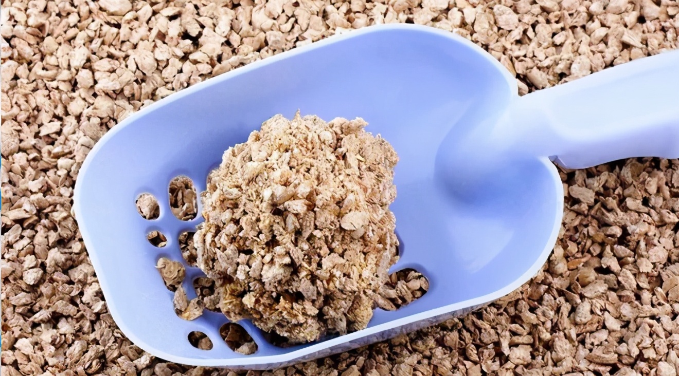 猫砂最好是什么猫砂,猫砂都有什么种类