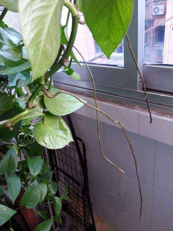 用什么方法能使绿萝快速生根,如何促进绿萝气生根