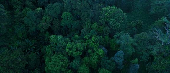 29岁不当记者，追随德国老公守护雨林，两女儿宛如天使，可不上学