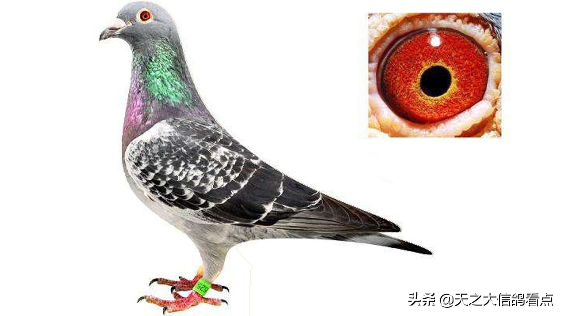 赛鸽资讯提前摸底,赛鸽即时赛事资讯