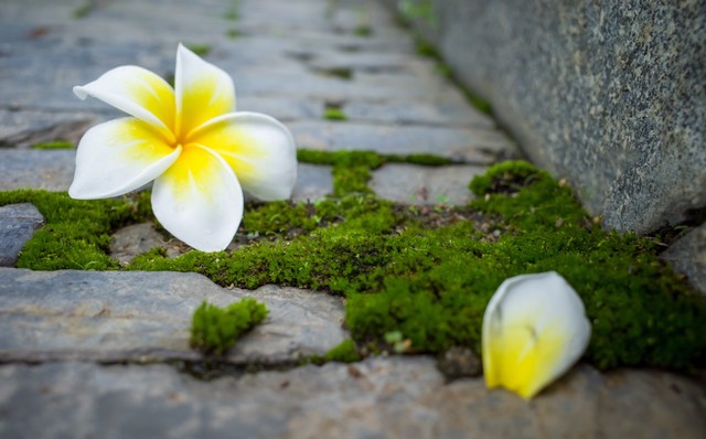 闈掑笣涓滄潵,闈掑笣涓滄潵璇楀彞