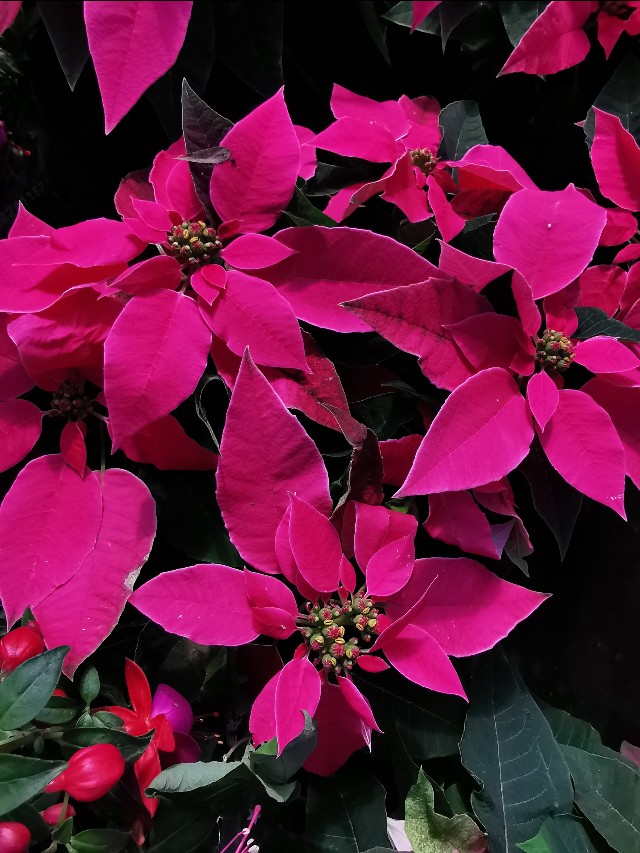 循迹盛京之十二浑南南井村花卉市场