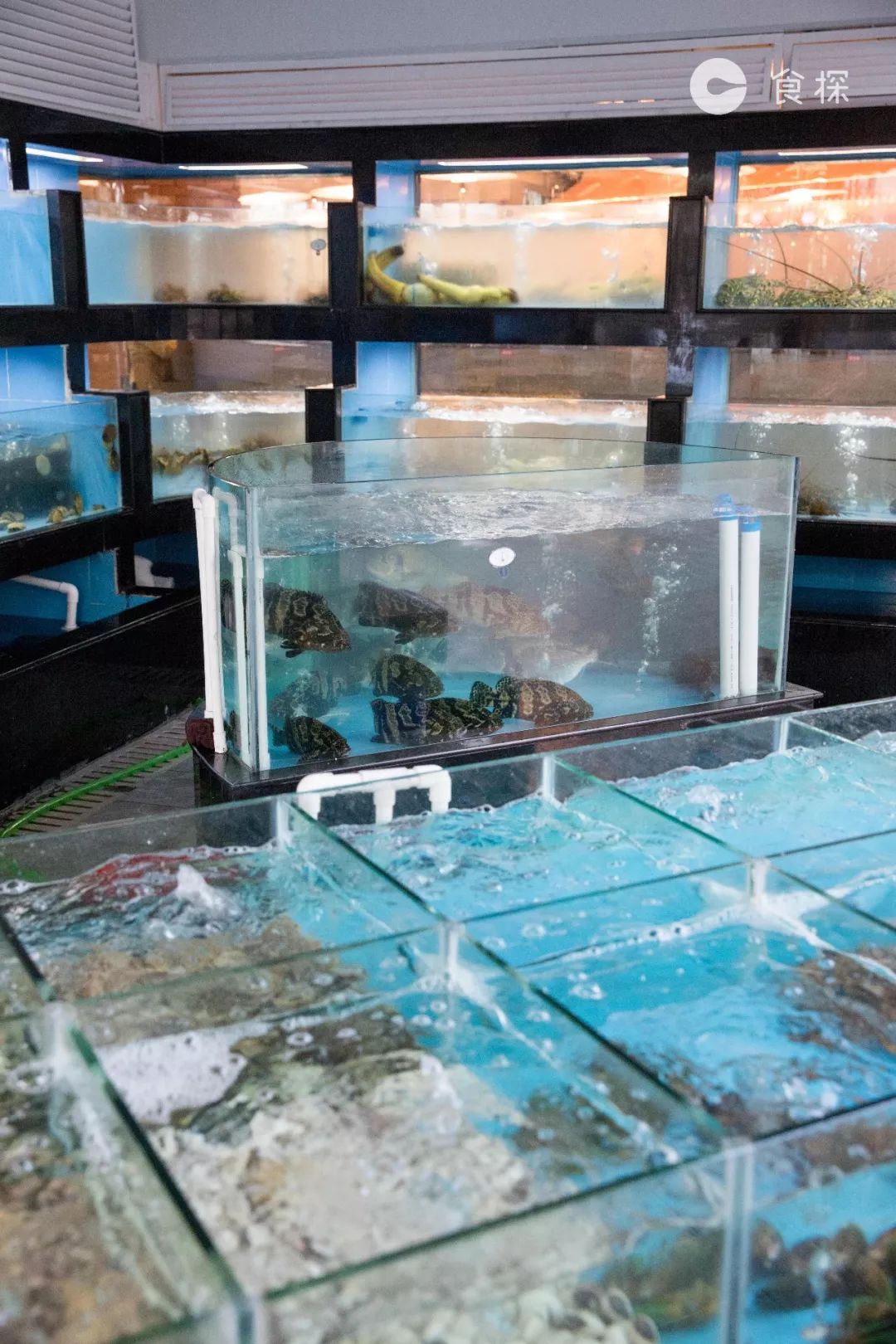 广东人最爱的啫啫煲,广东人最爱的砂锅