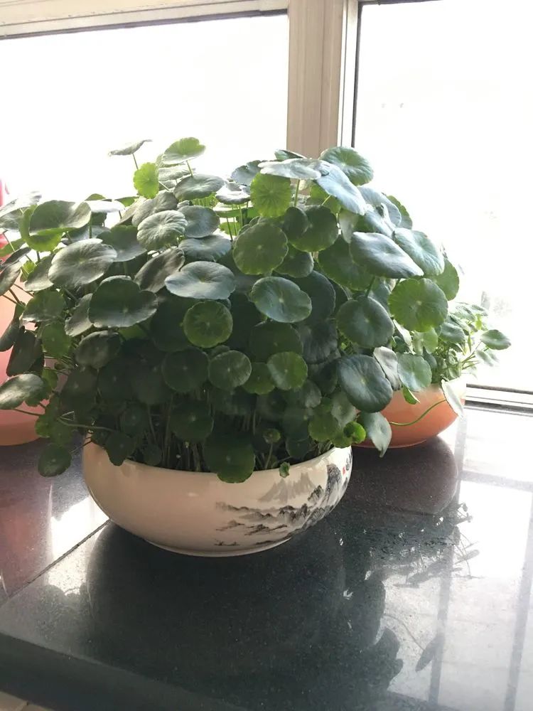 多肉新年寄语,养多肉七八年用心沉淀静待花开