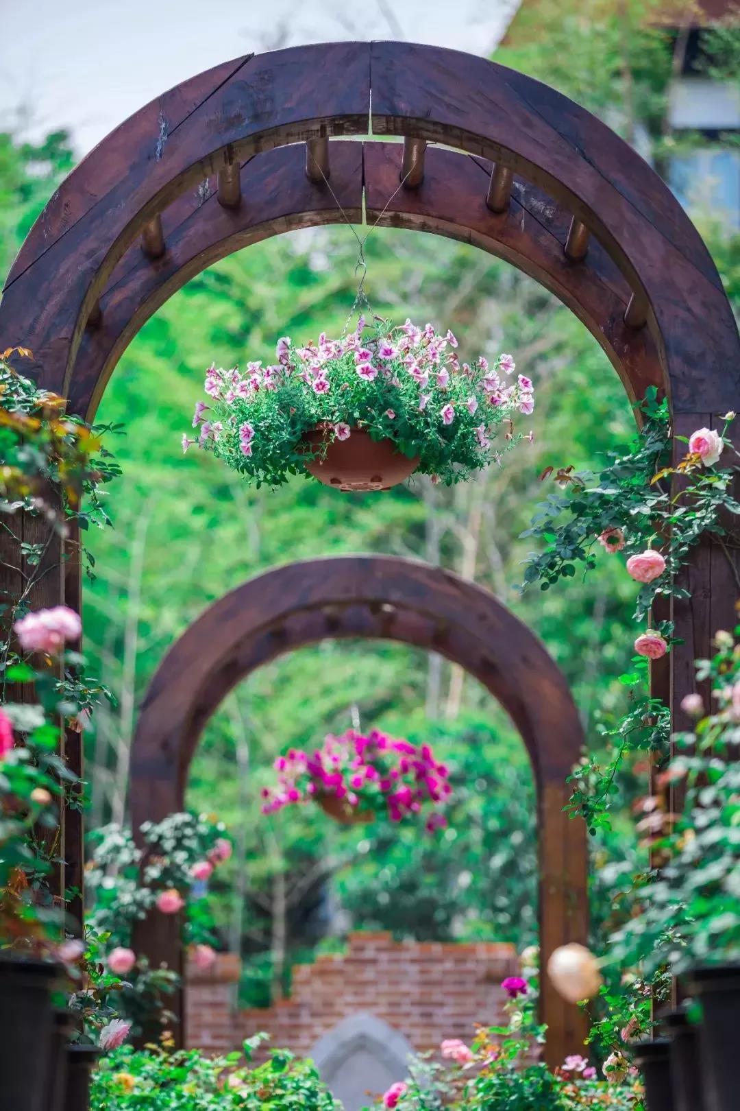 槽糕，是心动的感觉！这个神秘花谷正在悄然绽放！走，去拍照～