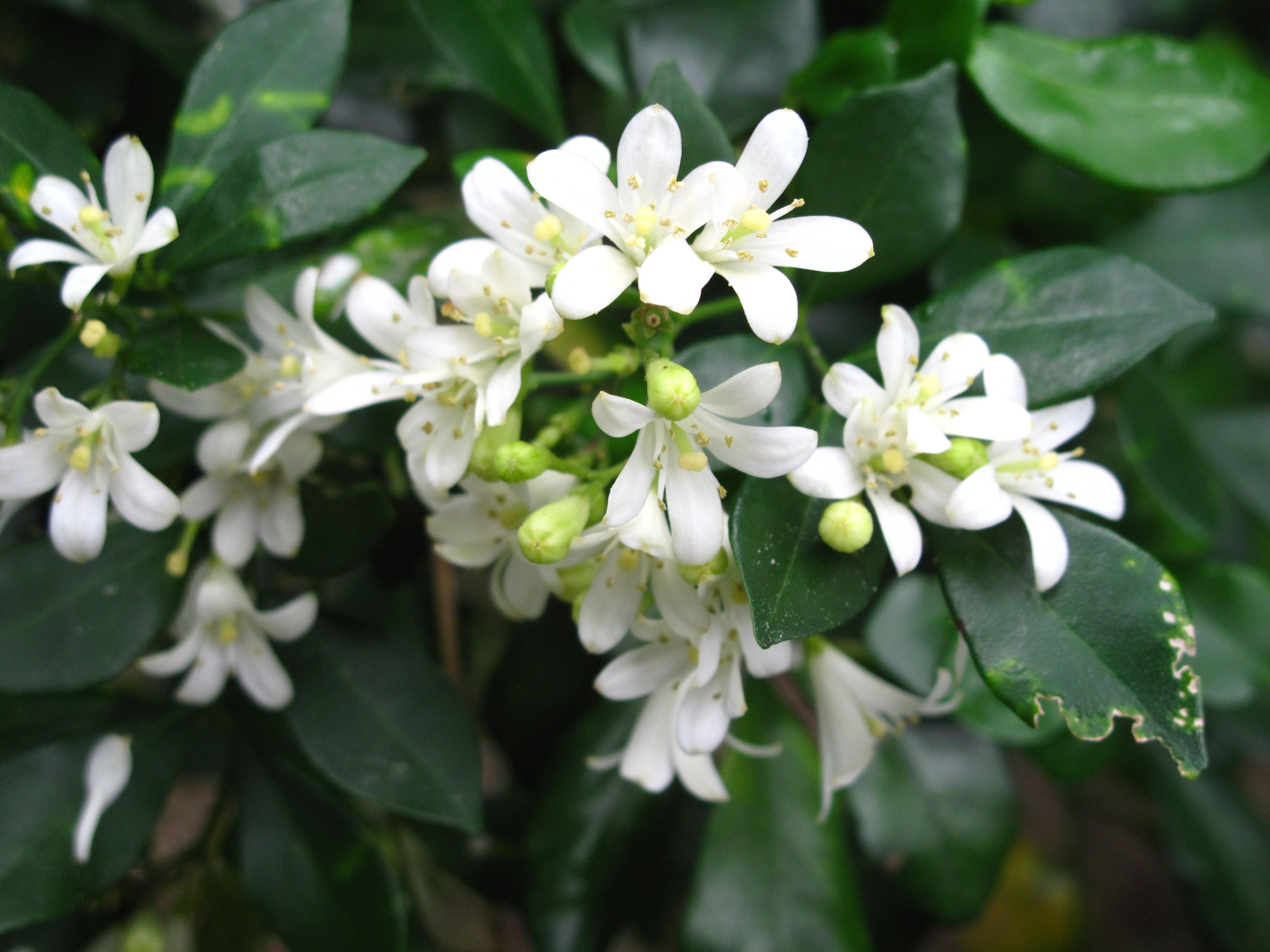 驱蚊最好的6种植物,这10种观赏植物驱蚊效果好