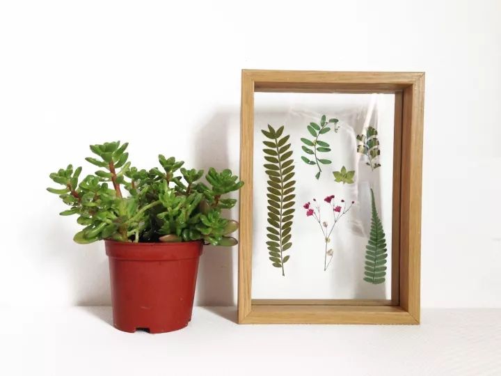 她31岁放弃北漂,回归自然,用枯枝败叶,打造了一个梦幻森林