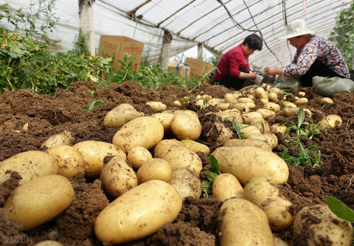 土豆价格上涨的原因,最新滞销土豆消息