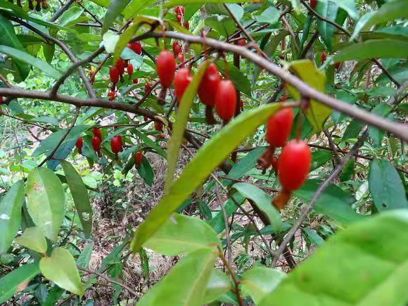 小时候农村常见的野果,小时候吃过的野果刺芽