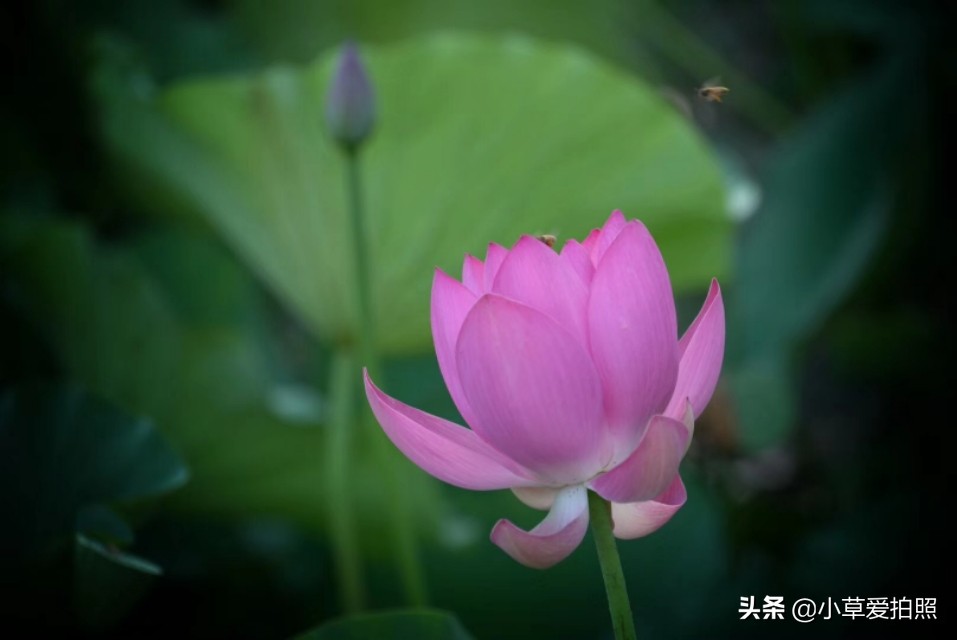 威海羊亭全景图,威海羊亭荷花湾