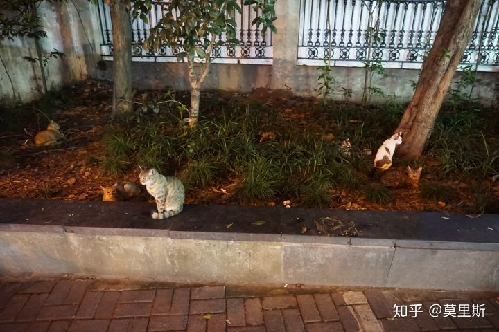 上海现在垃圾分类怎么样了,上海垃圾分类目前的现状