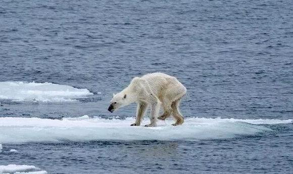人类反思,人类对环境危机的反思