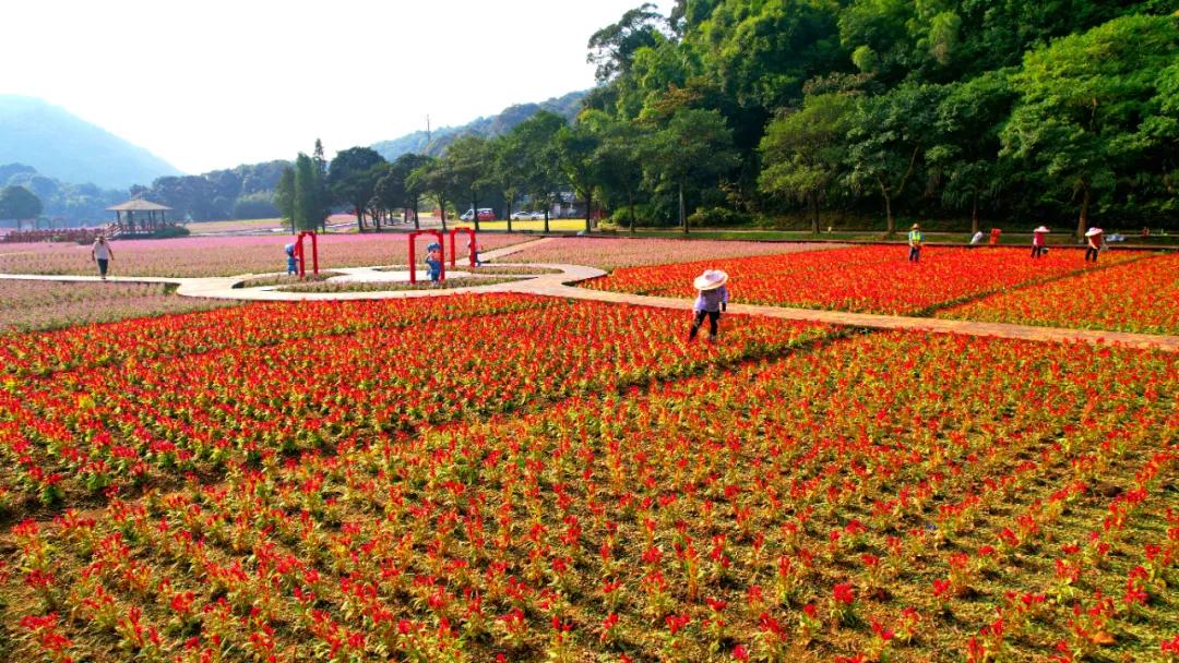 广州公园大片花海,广州哪个地铁站附近有花海