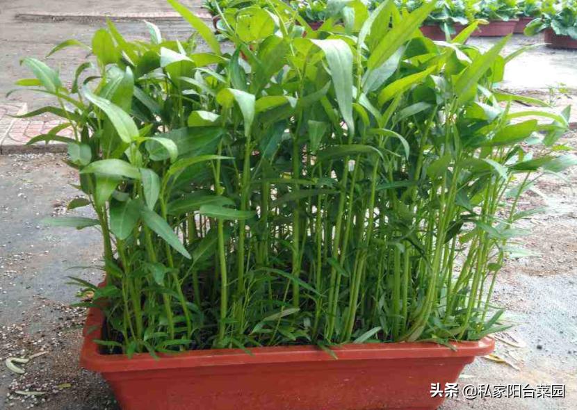 阳台种空心菜水培,阳台花盆种空心菜