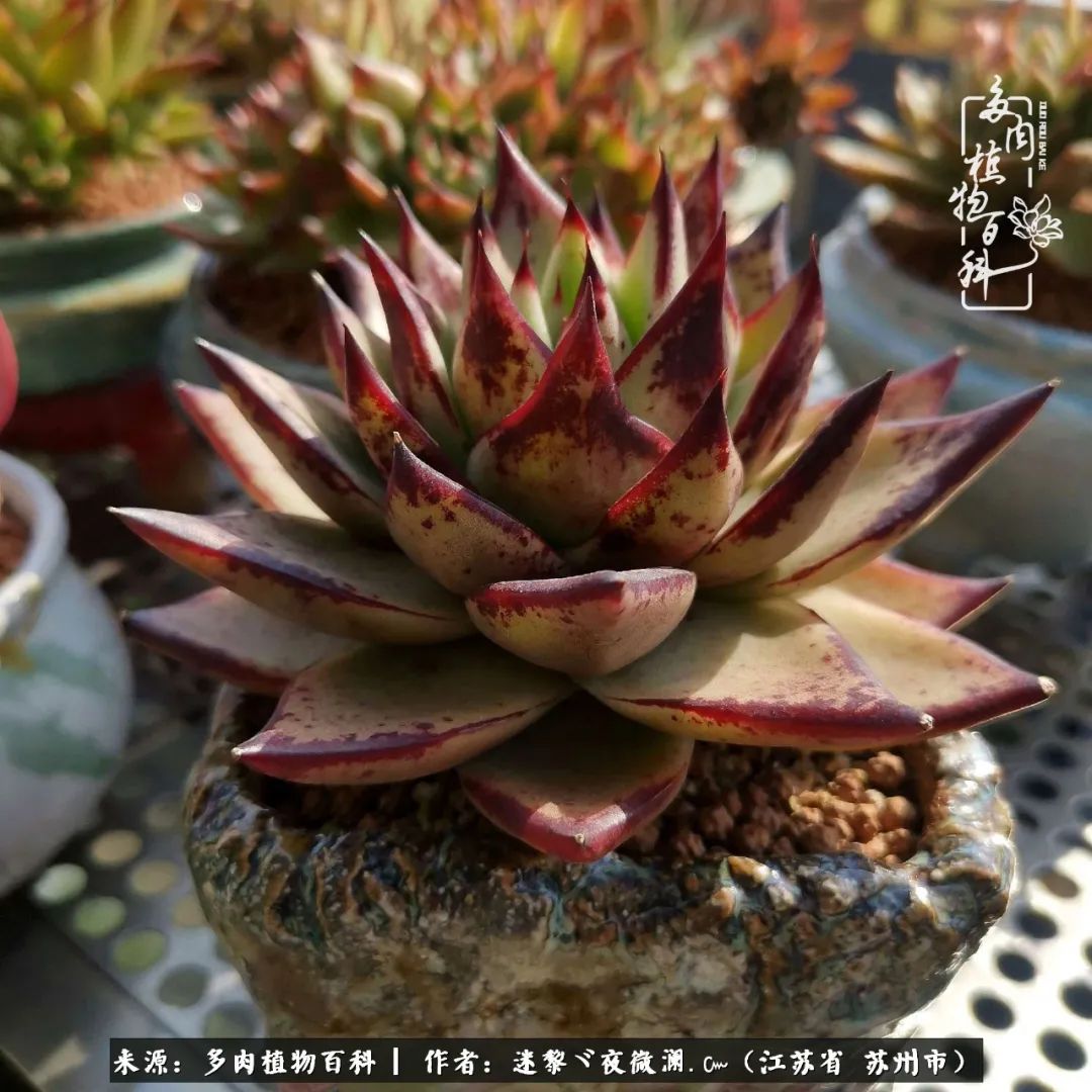 围观多肉版武林大会，一起穿越吧,下