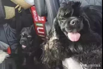 冻干粉免费用一年,免费获得冻干粉