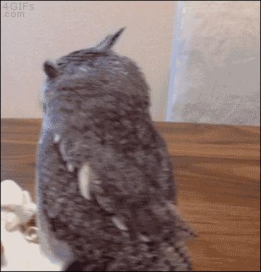 萌萌可爱猫头鹰宠物,宠物猫头鹰可爱合集