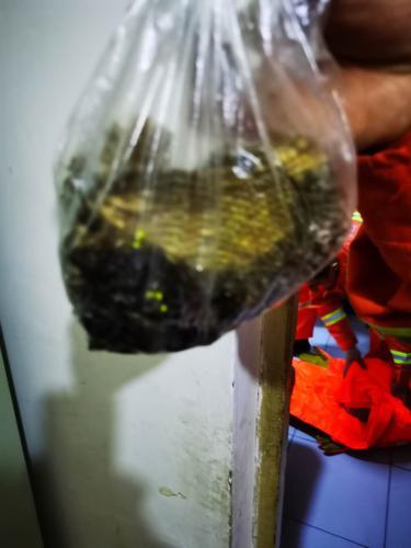 马蜂蜇人消防一锅端,马蜂消防员怎么驱赶