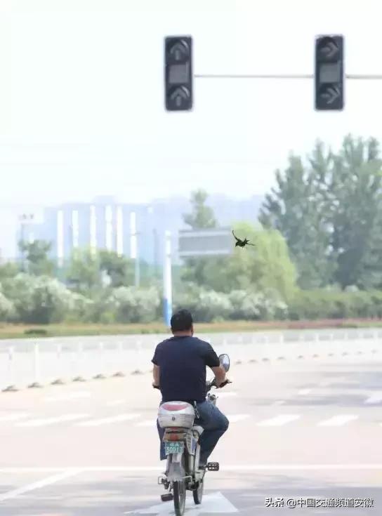 合肥发现的怪事,有一种黑鸟袭击人